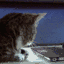 catsurprise.gif