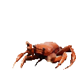 crabrave.gif