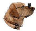dog-sunglasses.gif