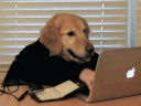 dog-typing.gif
