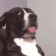 dog_wait_what.gif