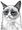grumpycat.png