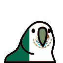 mexicoparrot.gif