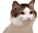 party_cat.gif