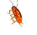 partydancingcockroach.gif