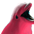 partydolphin.gif