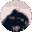 pedro.gif