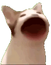 popcat.gif