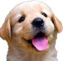 puppy.png