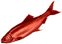 redherring.png