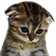 sadcat.png