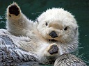seaotter.jpg