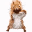 squirrel-dance.gif