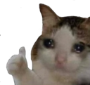 thumb_up_cat.png