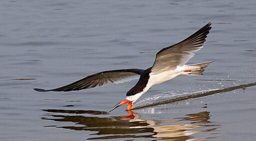A black skimmer in flight, skimming, in Pantanal, Brazil