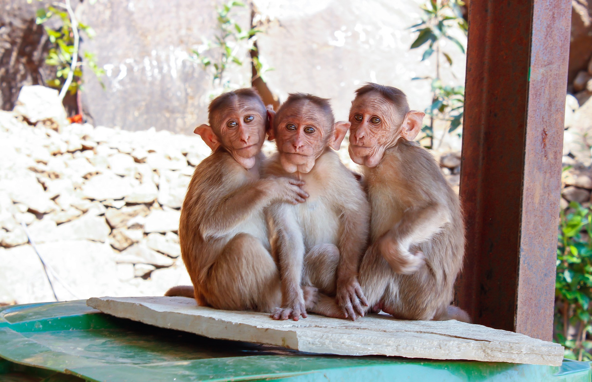 Yay! Monkeys! Source: pixabay.com