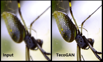 tecoGAN-spider.gif
