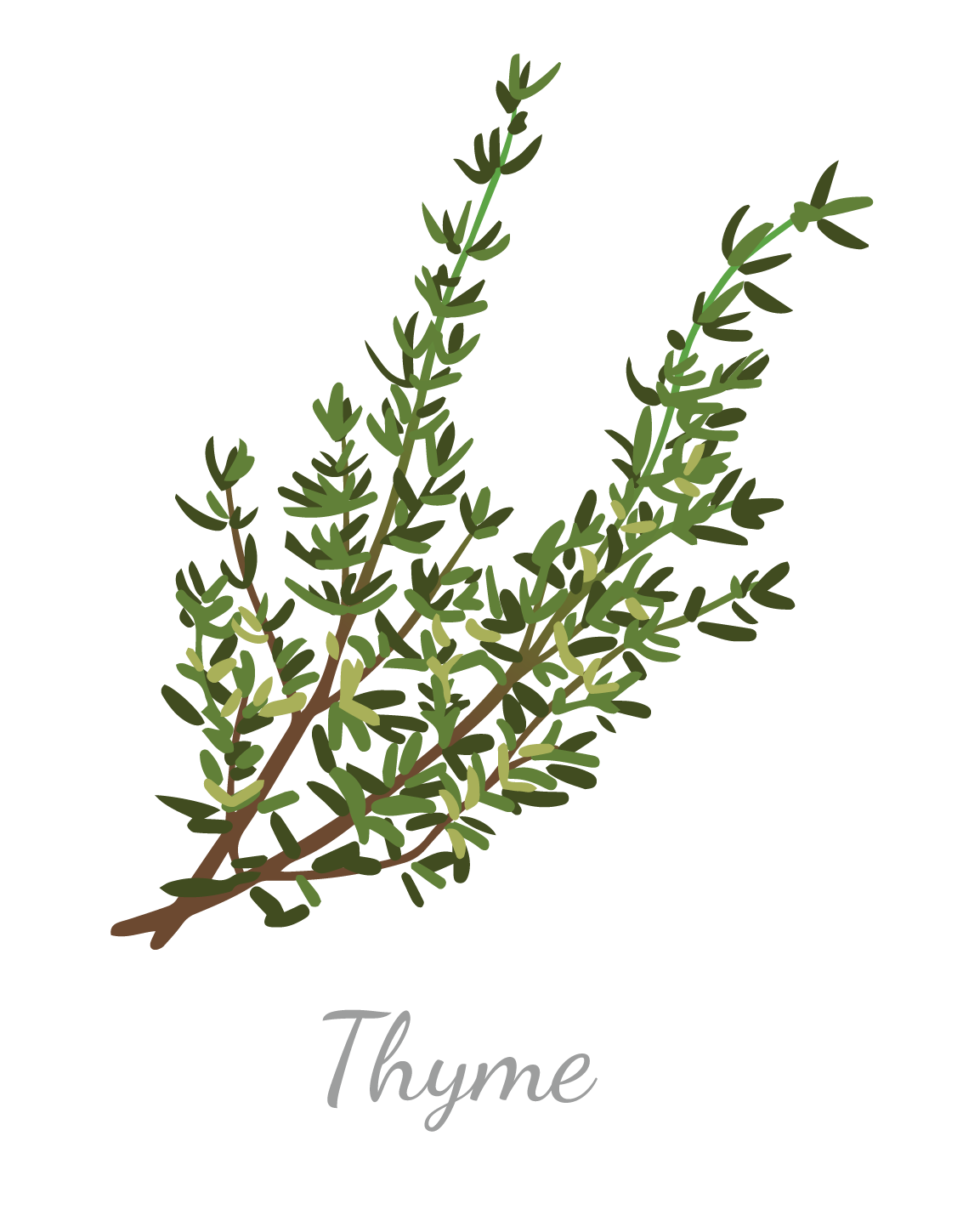 thyme illustration