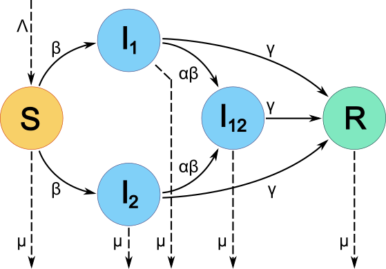 Schematic of the two-pathogen SIR model used. Individuals are in one of five epidemiological classes, susceptible (orange, S), infected with Pathogen 1, Pathogen 2 or both (blue, I<sub>1</sub>, I<sub>2</sub>, I<sub>12</sub>, respectively) or recovered and immune from further infection (green, R). Transitions between classes occur as indicated by solid arrows and depend on transmission rate (β), coinfection adjustment factor (α) and recovery rate (γ). Births (Λ)  and deaths (μ) are indicated by dashed arrows. Note that individuals in I<sub>12</sub> move into R, not back toI<sub>1</sub> or I<sub>2</sub>. That is, recovery from one pathogen causes immediate recovery from the other pathogen. 