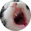 Close-up of Tim’s cat yawning