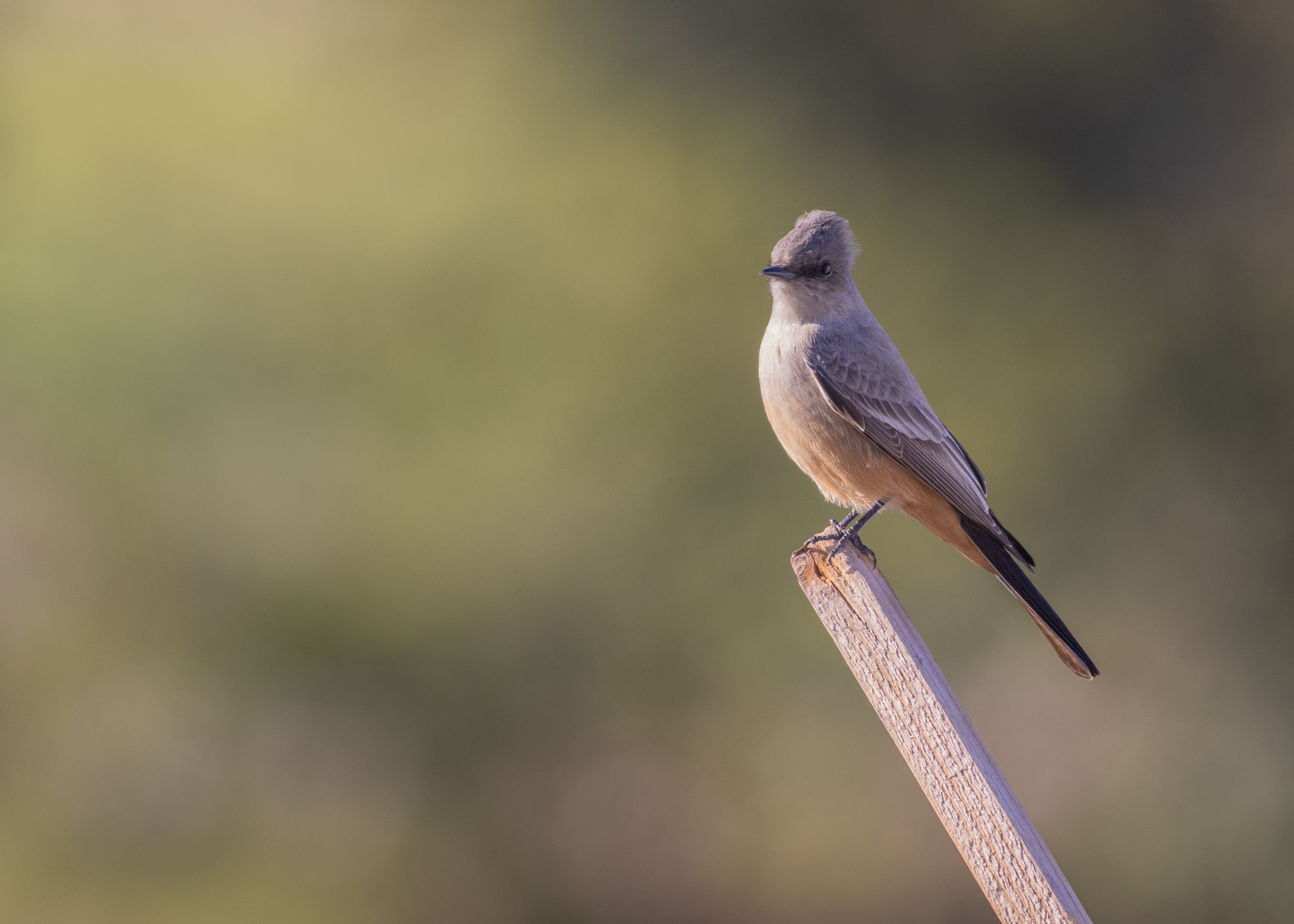 Say's Phoebe