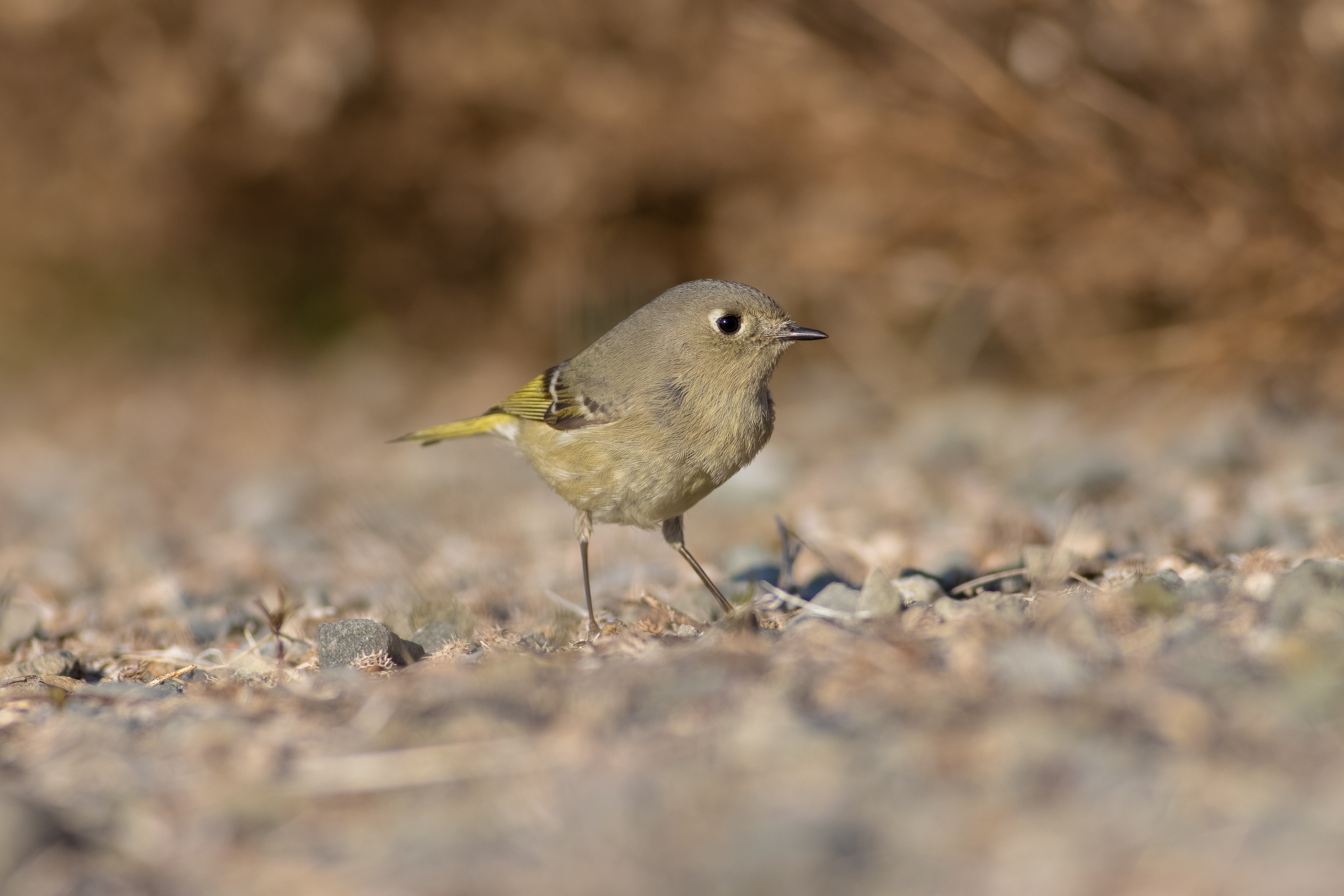 Ruby Crowned Kinglet