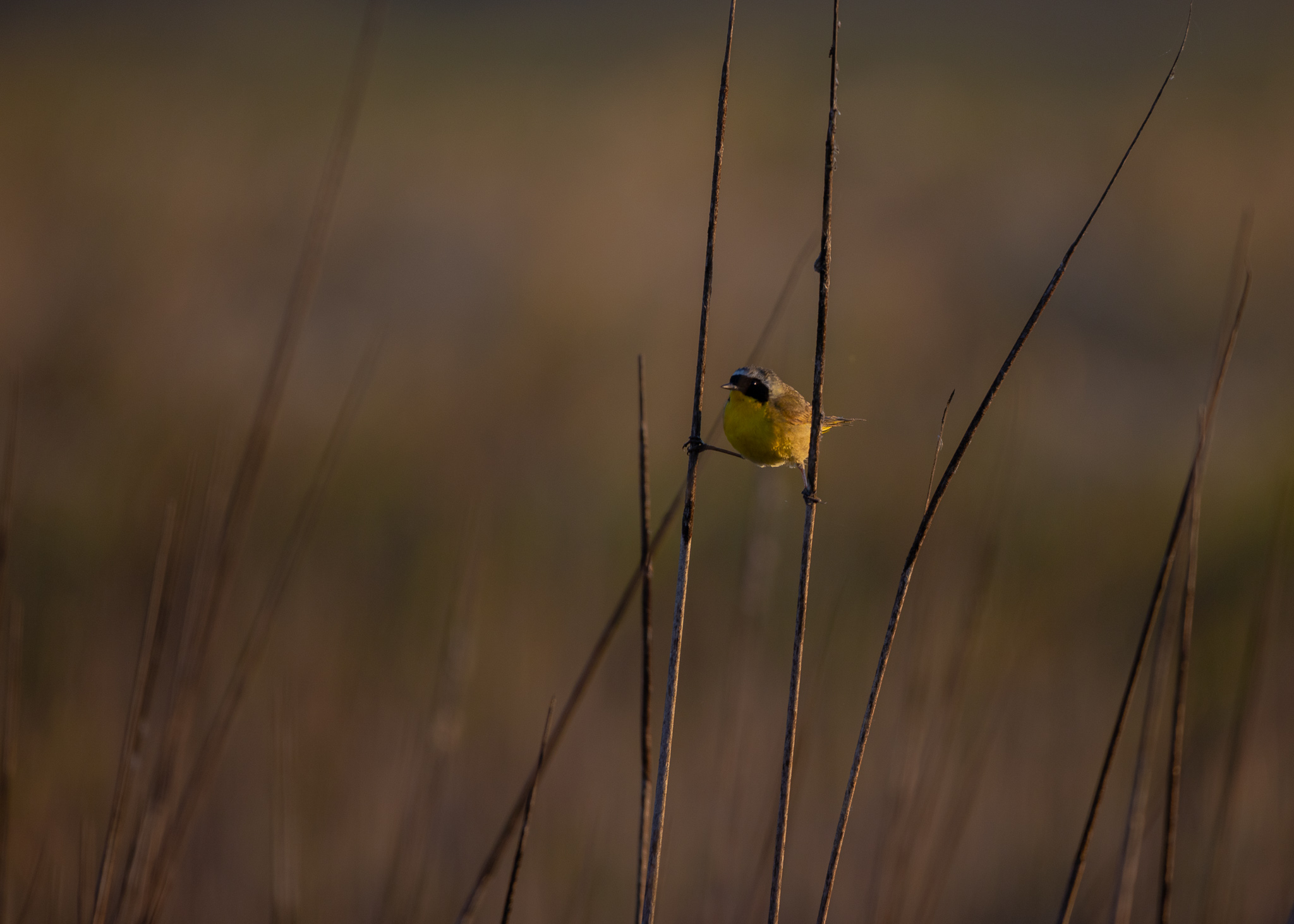 Common Yellowthroat