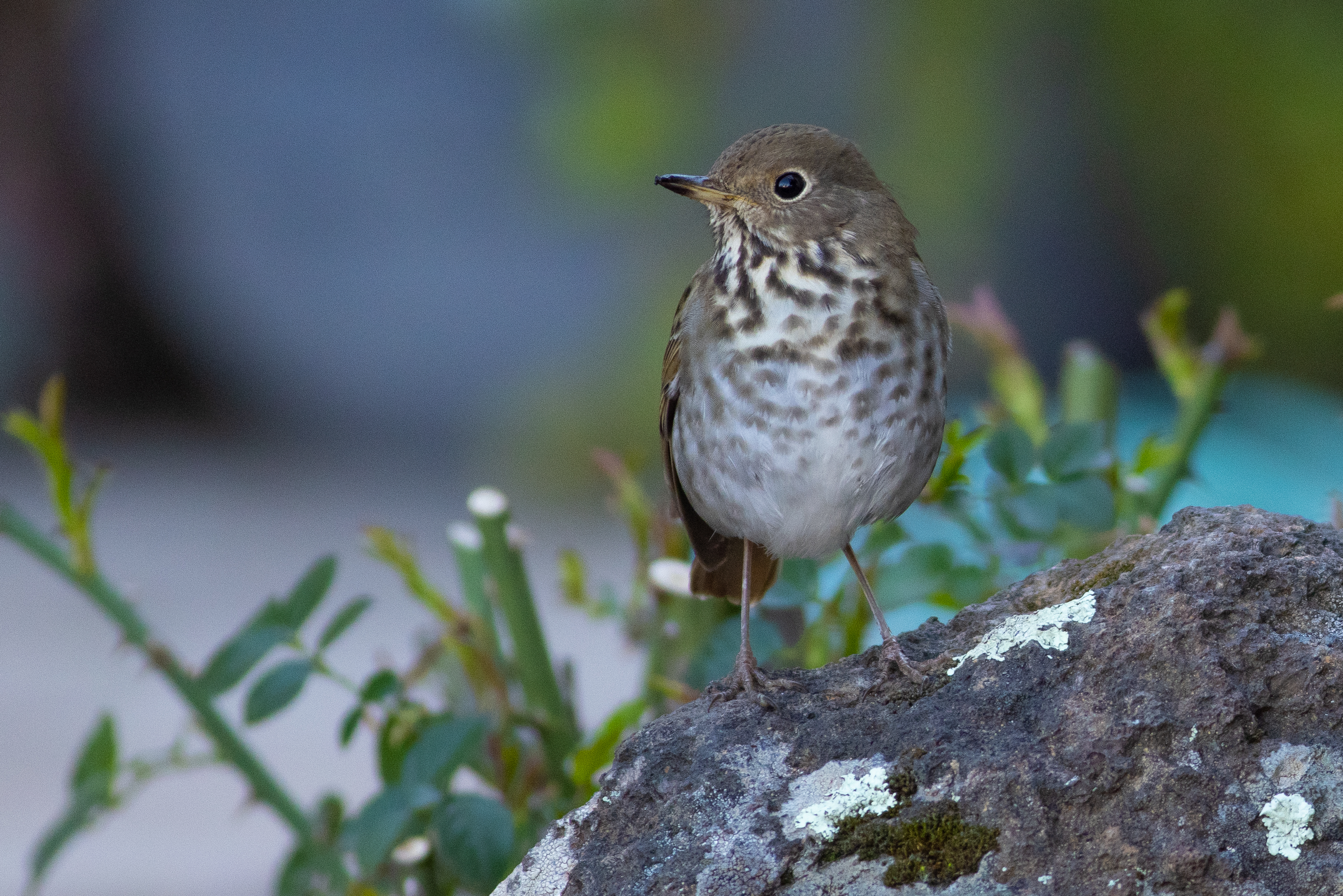 Hermit's Thrush