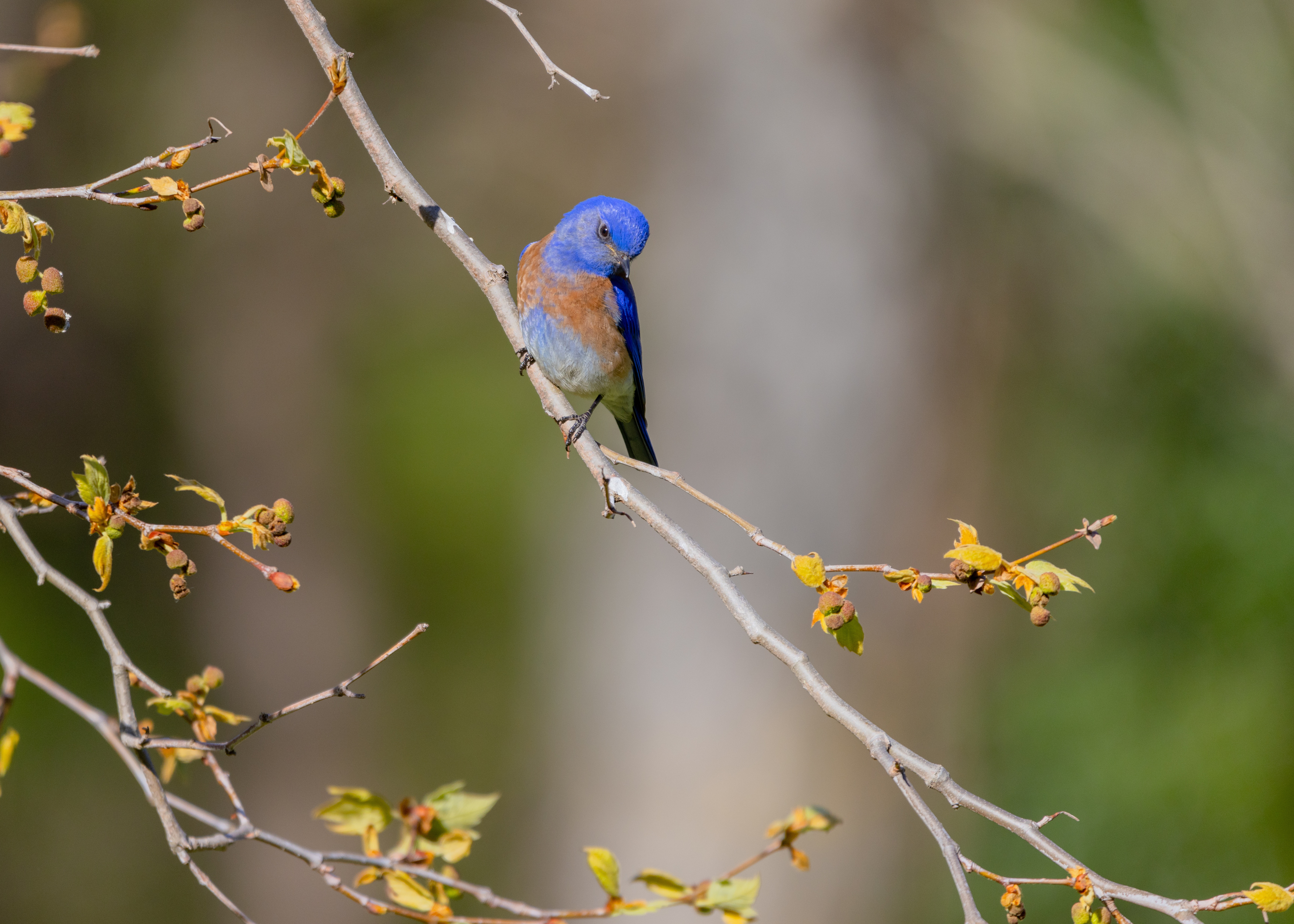 Western Bluebird
