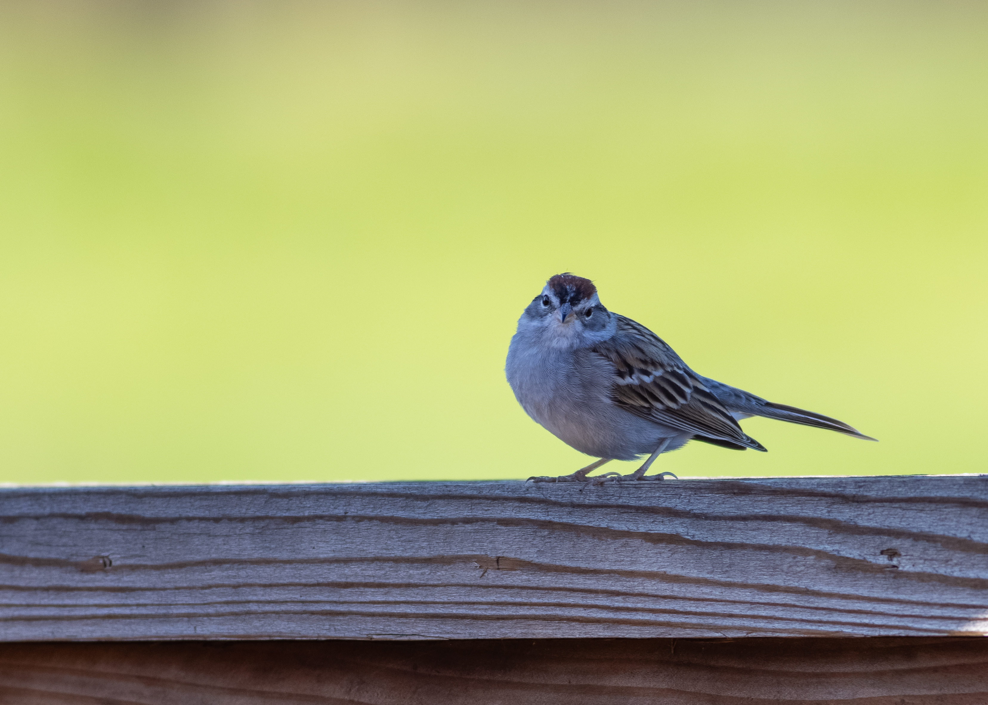 Chipping Sparrow