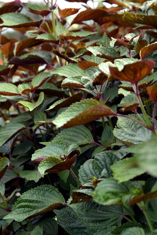 Naula sourcing — fresh perilla from Long An Vietnam