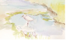 Watercolor sketch of bird standing in water