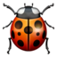 ladybug