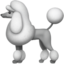 poodle