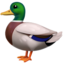 duck