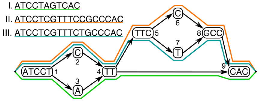 Variation graph