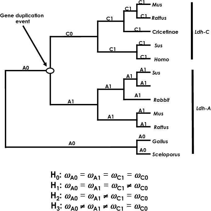 Ldh gene tree. Branch labels indicate four different hypotheses (H0-H3) how this gene tree may have evolved.