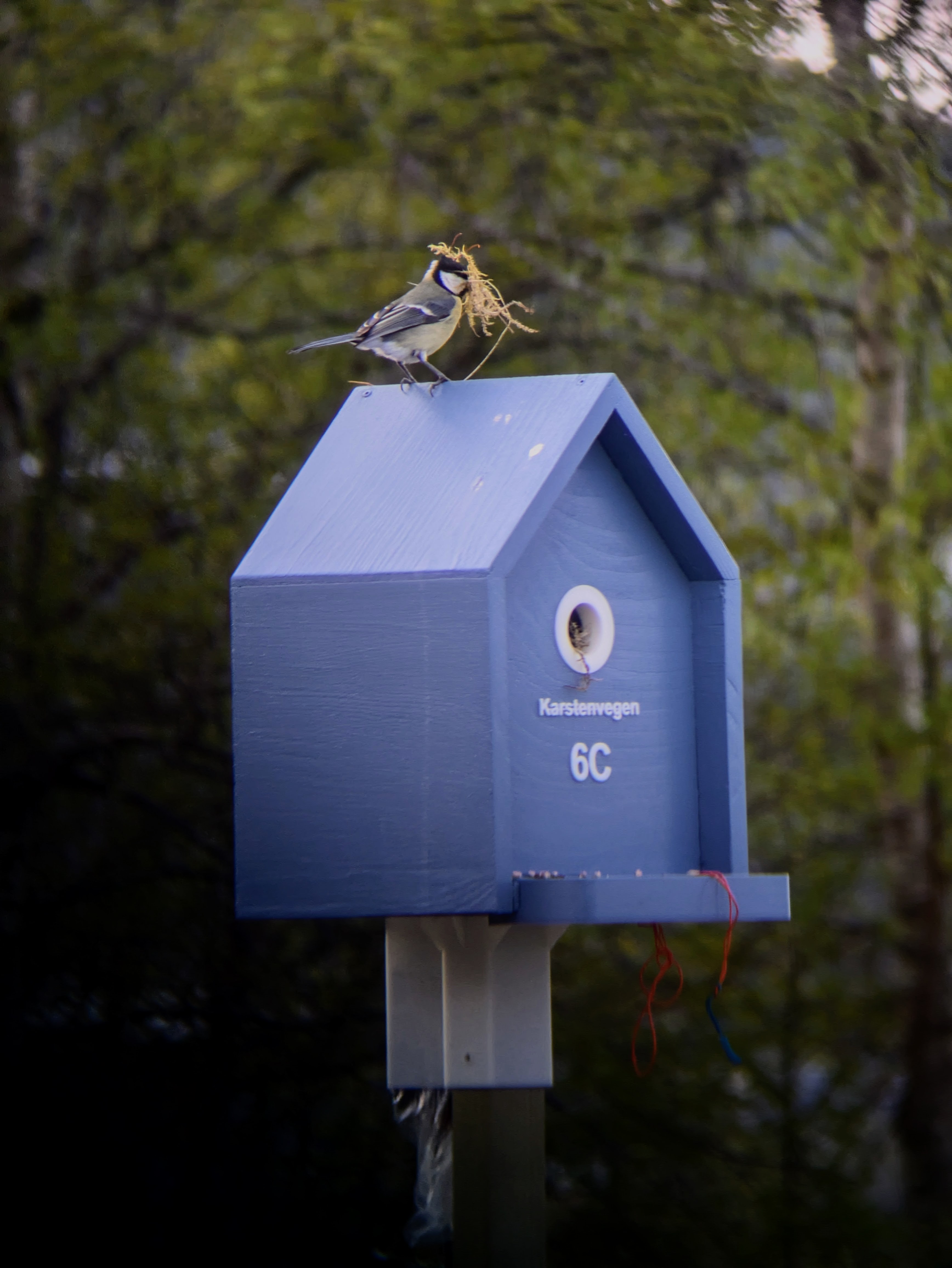 Else på toppen av Karstenvegen 6C