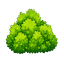 Bush