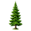 Cedar Tree