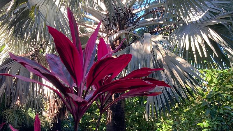 Colorful plant at Café Grillé domain