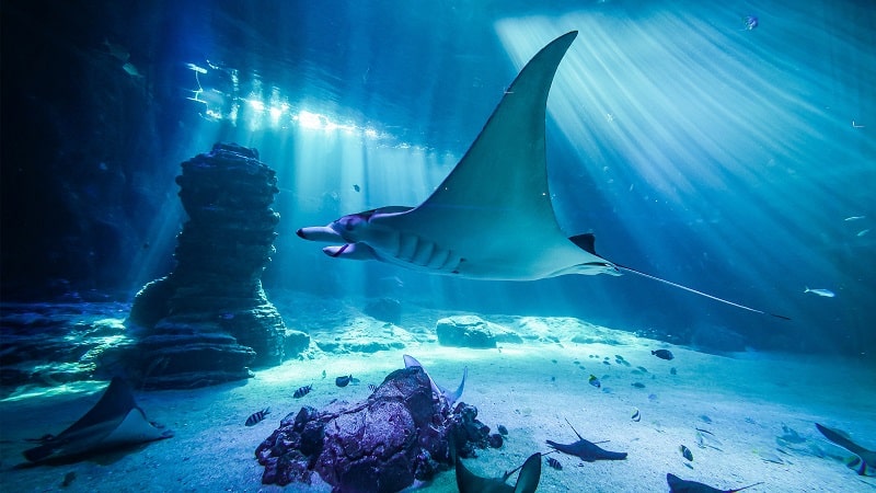 Manta ray in Nausicaa aquarium @nausicaa.fr