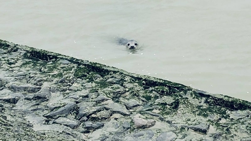 Baby seal at the Baie d'Otie @tripser