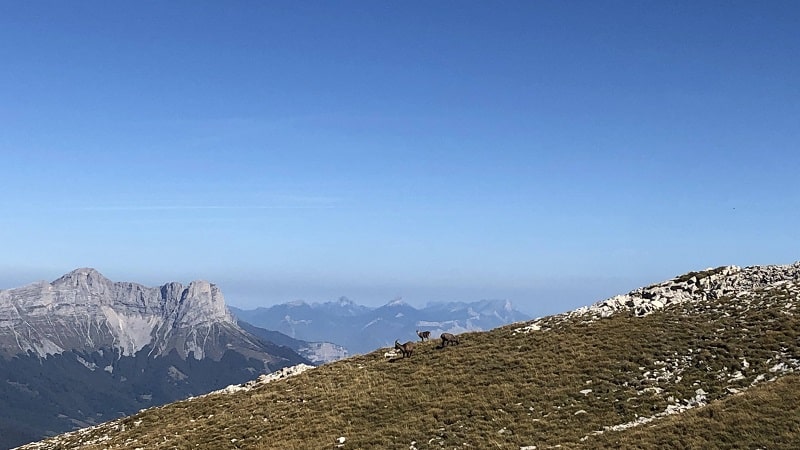 Goats on top of the Vercors ©tripser