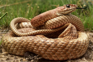 Image of a snake