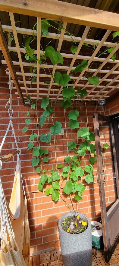 Whole vine