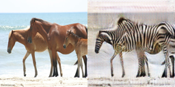 Horse to zebra example