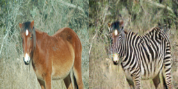 Horse to zebra example