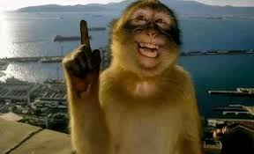 Monkey Gesture Detector