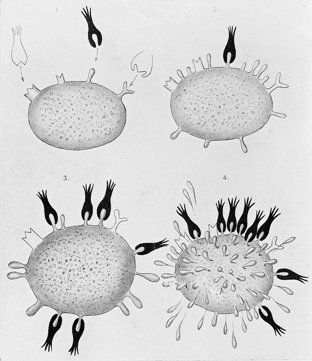 Four drawings of a cell with differently shaped side chains; a dark toxin molecule binds one kind, the cell grows many more of that kind, and the excess breaks away into the surroundings